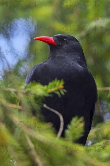 Red-billed chough (Pyrrhocorax pyrrhocorax erythroramphos) perched in coniferous tree in the European Alps