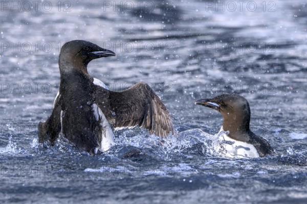 Two thick-billed murres, Brünnich's guillemots (Uria lomvia) in breeding plumage fighting in the Arctic Ocean in summer, Svalbard, Spitsbergen