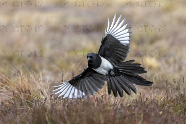 Eurasian magpie, common magpie (Pica pica) adult in flight, landing with spread open wings in grassland in winter