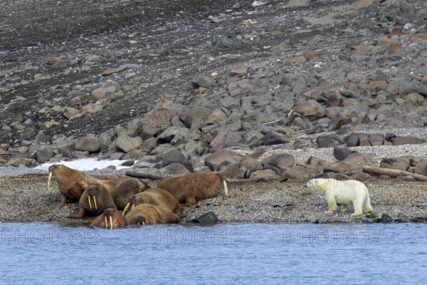 Lone polar bear (Ursus maritimus) attacking Atlantic walruses resting at haulout on beach along the coast of Svalbard, Spitsbergen in summer