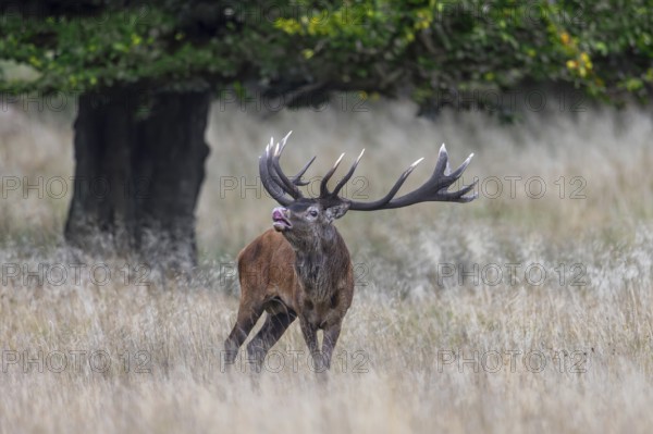 Red deer (Cervus elaphus) stag performing the flehmen response in grassland at edge of oak forest during the rut in autumn, fall