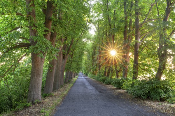 Small-leaved lime, little-leaf linden (Tilia cordata) trees bordering country road, avenue with sun shining through foliage in summer at sunrise