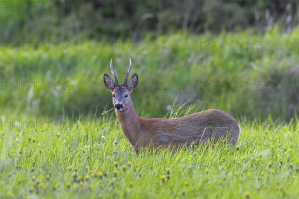 European roe deer (Capreolus capreolus) adult buck, male eating dandelion in grassland, meadow with wildflowers blooming at forest edge in spring