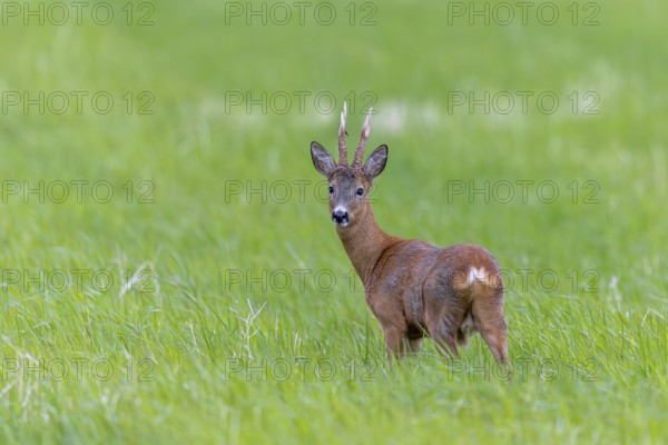 European roe deer (Capreolus capreolus) adult buck, male foraging in grassland, meadow in spring