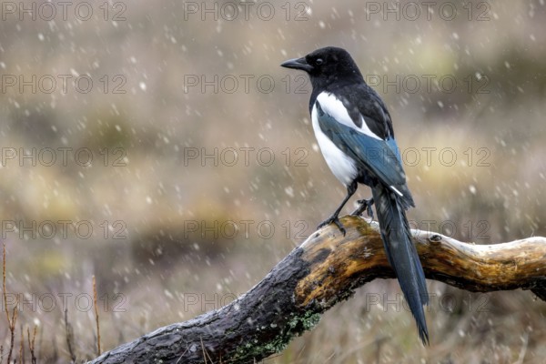 Eurasian magpie, common magpie (Pica pica) perched on fallen branch in moorland during snowfall, snow shower in winter