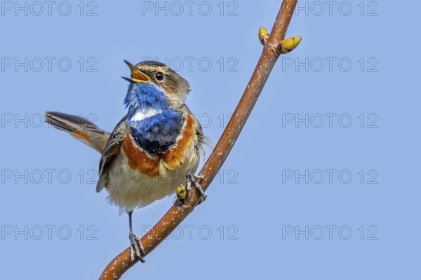 White-spotted bluethroat (Luscinia svecica cyanecula) perched male calling from twig in spring