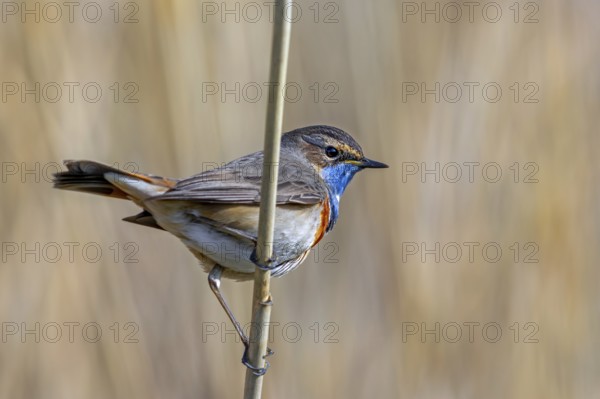 White-spotted bluethroat (Luscinia svecica cyanecula) male perched on reed stem in reedbed of wetland in spring