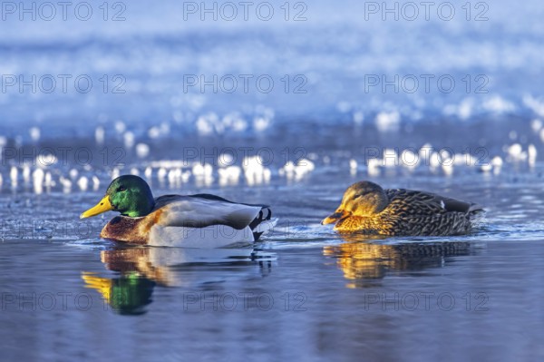 Mallard, wild duck (Anas platyrhynchos) male, drake and female couple swimming in ice-hole in frozen lake in winter