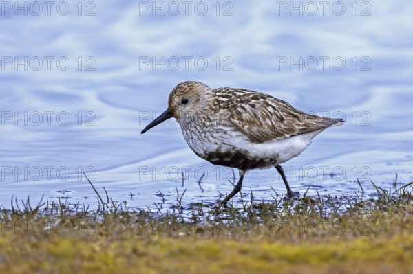 Dunlin (Calidris alpina alpina) in breeding plumage foraging in shallow water of pond in marshland in summer on Svalbard, Spitsbergen, Norway