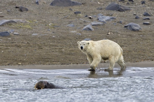 Hunting polar bear (Ursus maritimus) on the beach following swimming Atlantic walrus along the coast of Svalbard, Spitsbergen in summer