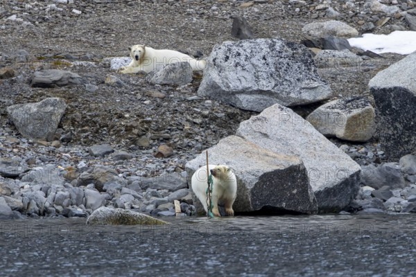 Polar bear (Ursus maritimus) playing with washed ashore garbage and discarded nylon fishing net along the coast of Svalbard, Spitsbergen in summer