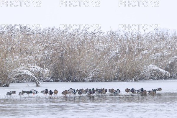 Flock of mallards, wild ducks (Anas platyrhynchos) males, drakes and females resting on ice of frozen lake in front of reed bed in winter
