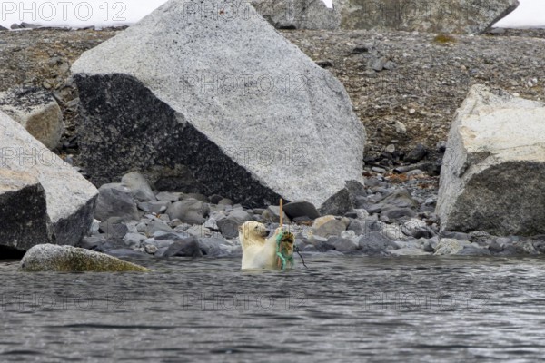 Polar bear (Ursus maritimus) playing with washed ashore garbage and discarded nylon fishing net along the coast of Svalbard / Spitsbergen in summer