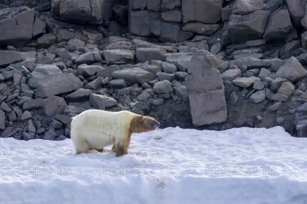 Fat polar bear (Ursus maritimus) with blood covered head after feeding on killed walrus walking along the coast of Svalbard / Spitsbergen in summer