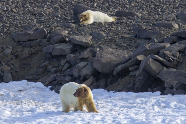 Two polar bears (Ursus maritimus) with blood covered heads after feeding on killed walrus along the coast of Svalbard / Spitsbergen in summer
