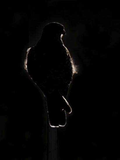 Kestrel (Falco tinnunculus) against the light, Berlin, Germany
