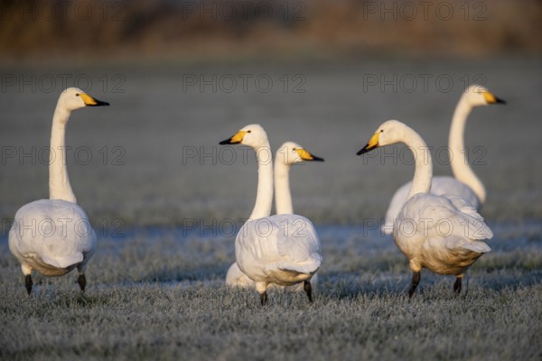 Whooper swans (Cygnus cygnus), Emsland, Lower Saxony, Germany