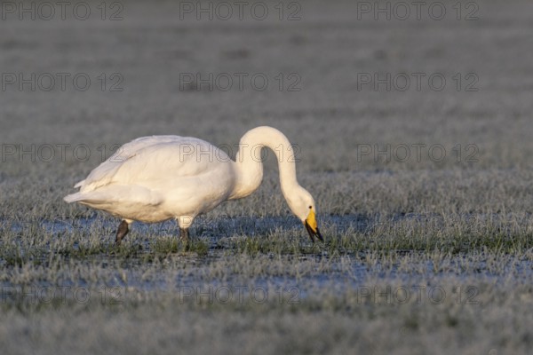 Whooper swan (Cygnus cygnus), Emsland, Lower Saxony, Germany