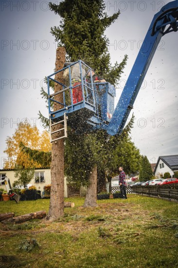 Worker cutting tree on crane, sawdust flying, autumn landscape in the background, tree work, Gechingen, Calw district, Germany