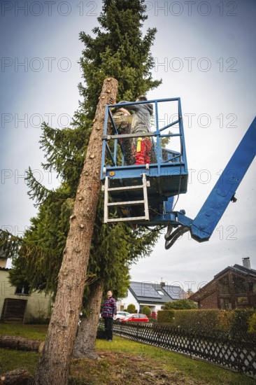 Workers on a lift next to a tall conifer in residential area, tree work, Gechingen, Calw district, Germany