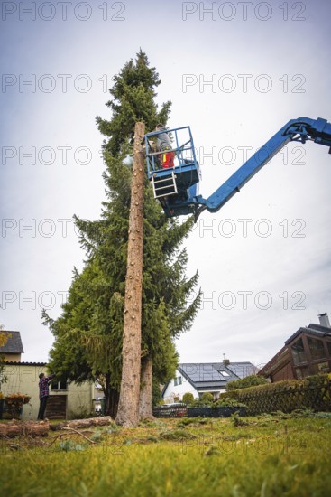 Workers on crane platform remove branches of a tall tree in front of houses, tree work, Gechingen, Calw district, Germany