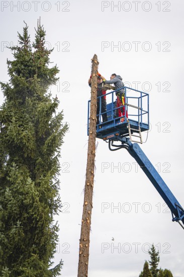 Workers on crane platform cutting tall tree next to another tree, tree work, Gechingen, Calw district, Germany