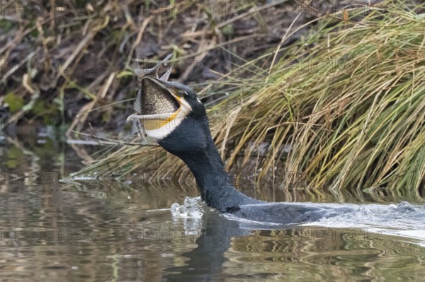 Cormorant (Phalacrocorax carbo) in the water with fish in its beak, Hesse, Germany