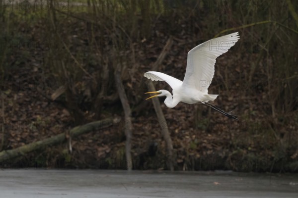 A Great White Egret (Ardea alba) flying over ice-covered water, Hesse, Germany