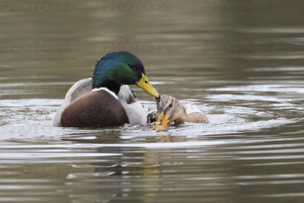 Mallard ducks (anas platyrhynchos), mating, Hesse, Germany