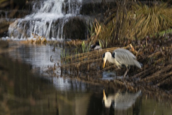 A grey heron (Ardea cinerea) stands on the riverbank next to a small waterfall, surrounded by dense vegetation, Hesse, Germany