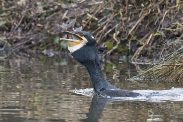 Cormorant (Phalacrocorax carbo) in the water devouring a fish, Hesse, Germany