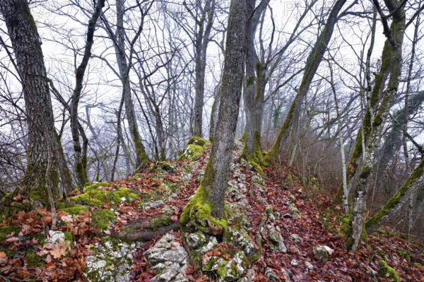 Moss-covered trees surrounded by distinctive limestone formation, Lägerngrat, Baden, Canton Aargau, Switzerland