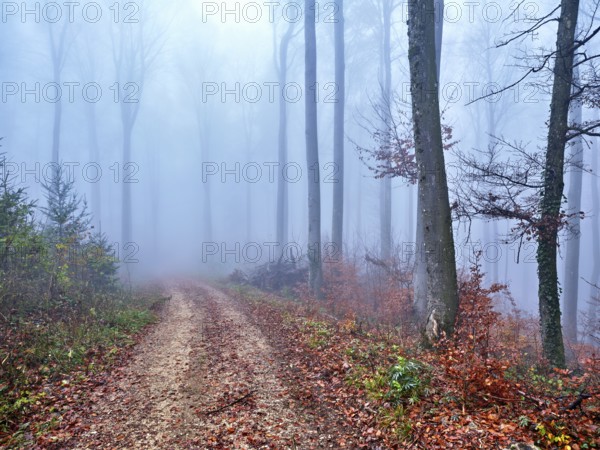 Beech forest (Fagus sylvatica), in autumn in the fog, Canton Aargau, Switzerland