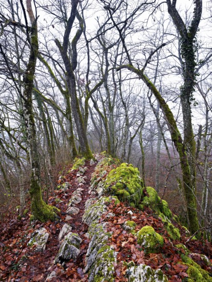 Moss-covered trees surrounded by distinctive limestone formation, Lägerngrat, Baden, Canton Aargau, Switzerland