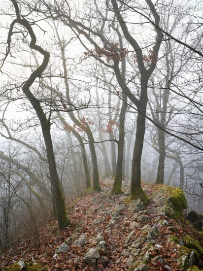 Trees surrounded by moss-covered, distinctive limestone formation, Lägerngrat, Baden, Canton Aargau, Switzerland