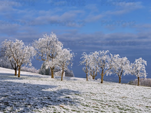 Winter landscape with trees and meadows in hoarfrost, Beinwil, Freiamt, Canton of Aargau, Switzerland