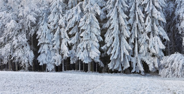 Winter landscape with forest and meadows in hoarfrost, Beinwil, Freiamt, Canton of Aargau, Switzerland