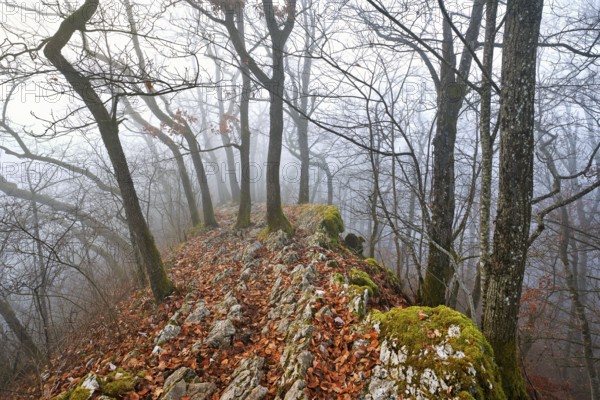 Trees surrounded by moss-covered, distinctive limestone formation, Lägerngrat, Baden, Canton Aargau, Switzerland