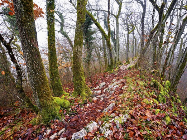 Limestone trail leads through forest covered with moss trees, Lägerngrat, Baden, Aargau Canton, Switzerland