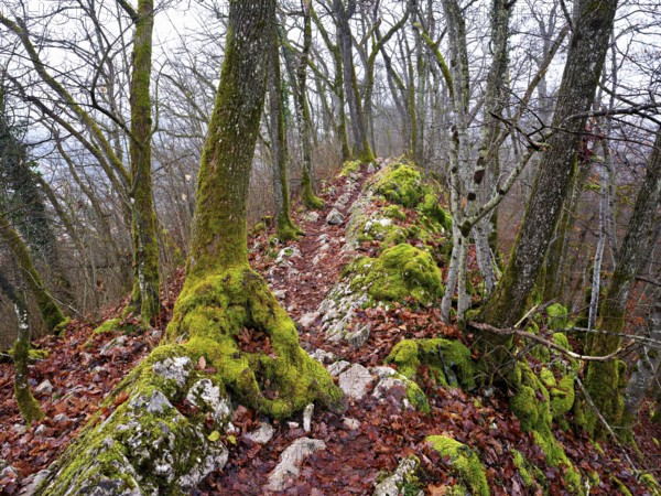 Moss-covered trees surrounded by distinctive limestone formation, Lägerngrat, Baden, Canton Aargau, Switzerland
