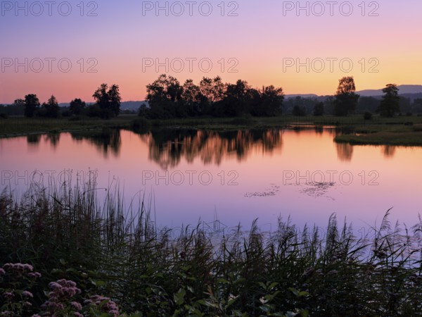 Morning at a pond in the Schoren nature reserve, Mühlau, Freiamt, Canton of Aargau, Switzerland