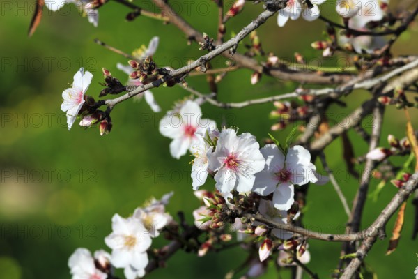Almond blossom, blossoming branch, almond tree (Prunus dulcis), Agrigento, Sicily, Southern Italy, Italy