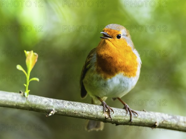 European Robinin in his environment. His Latin name is Erithacus rubecula