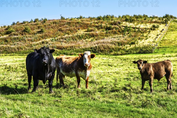 Bulls and Cows on Scottish Borders Farms, Scotland, UK