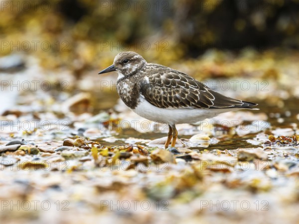 Ruddy Turnstone, Arenaria interpres, United Kingdom