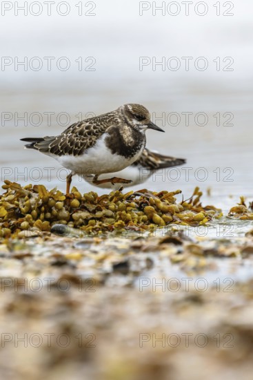 Ruddy Turnstone, Arenaria interpres, United Kingdom