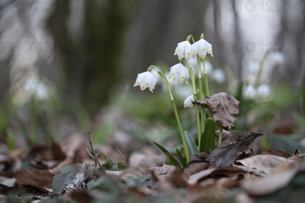 Early-flowering spring geophytes in a beech forest, Münsterland, North Rhine-Westphalia, Germany