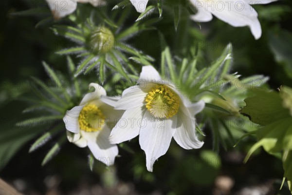 Pasque flower, Pasque flower, Pasque flower, Common pasque flower, Common pasque flower, Common pasque flower, Wolf's paw, Horsetail, Sleeping flower (Pulsatilla vulgaris)