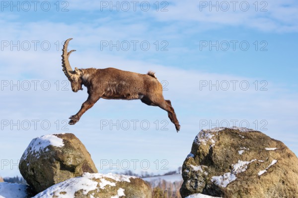 A male ibex (Capra ibex) jumps from rock to rock. Morning light against a blue sky with clouds. Carinthia, Austria