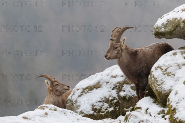 A young female ibex (Capra ibex) stands between rocks in the snowstorm. A forest can be seen dimly in the background. Carinthia, Austria